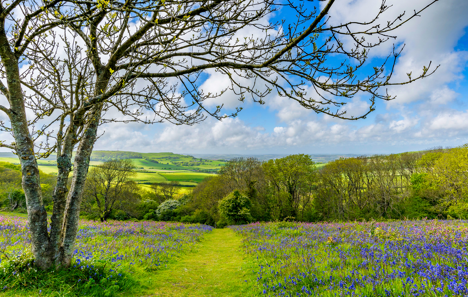 Canticle of the Sun: Prayer of St Francis of