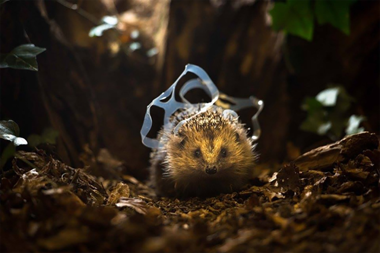 Plastic beginning to strangle a Hedgehog plastic pollution around its body