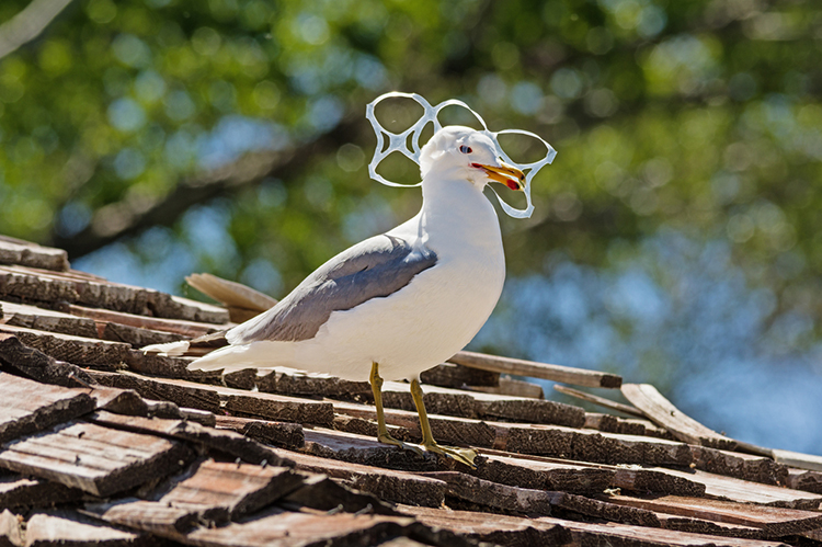 Seagull with plastic sealing its mouth - plastic pollution Lent 2018